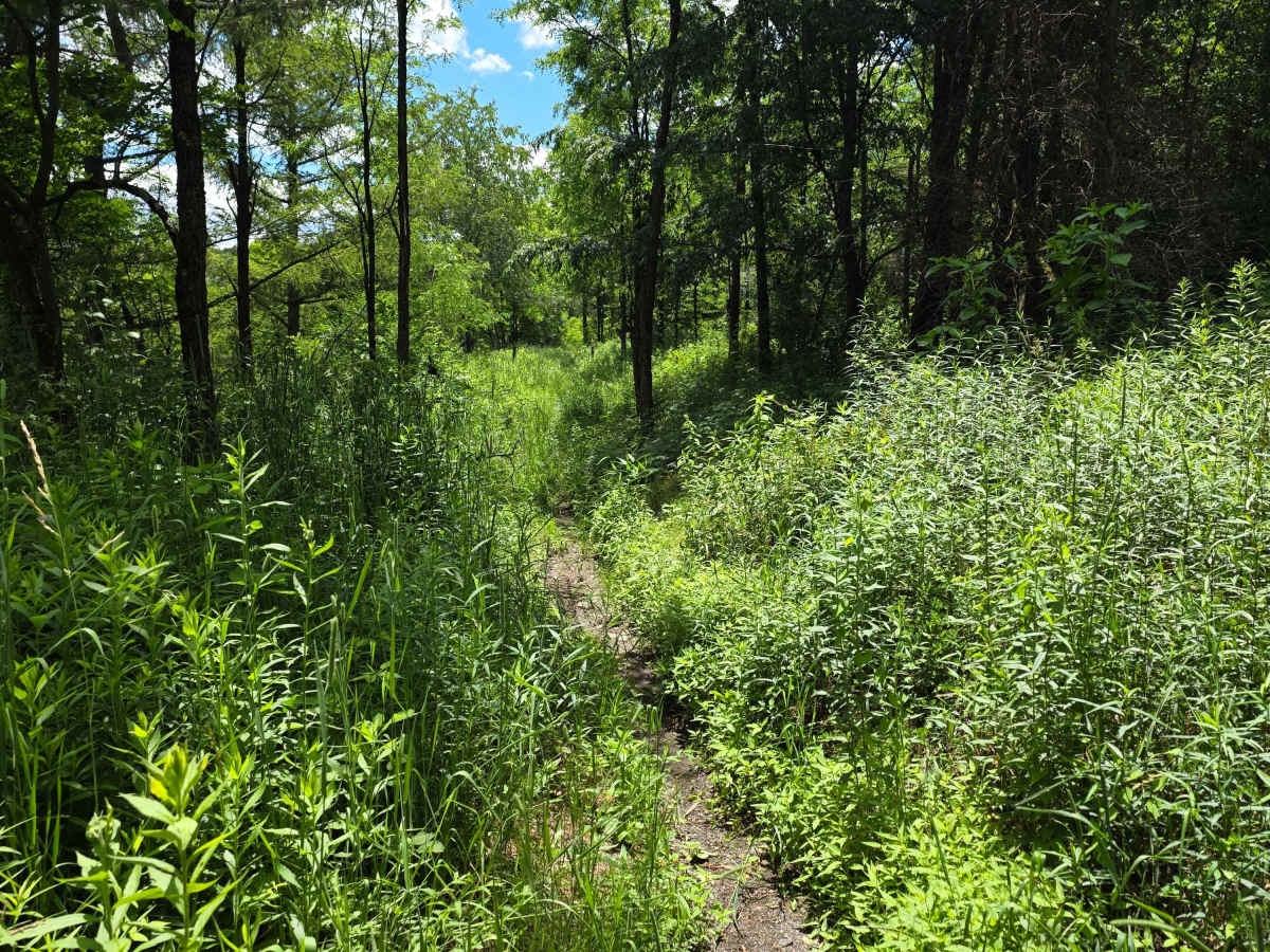 Single Track JJ trail photo