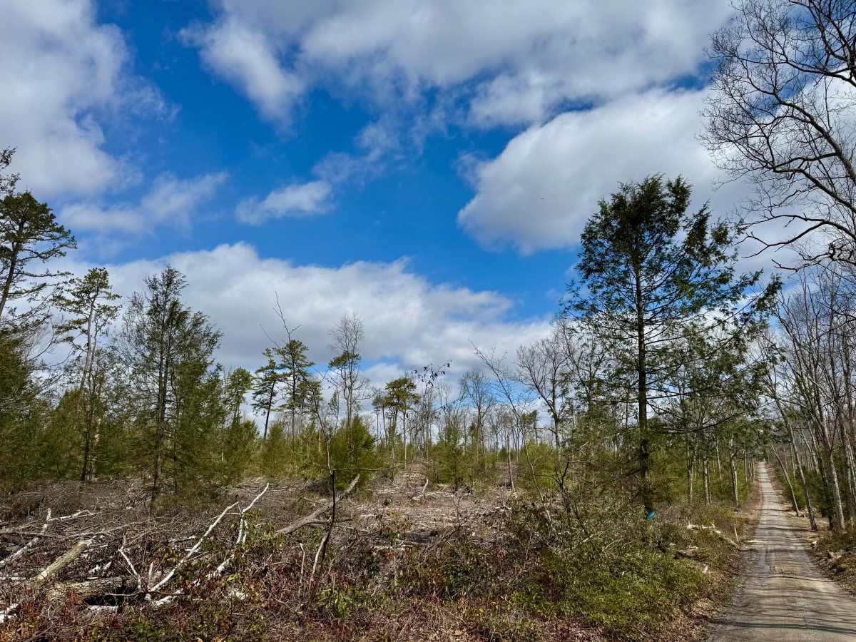 Jerry Ridge Road trail photo