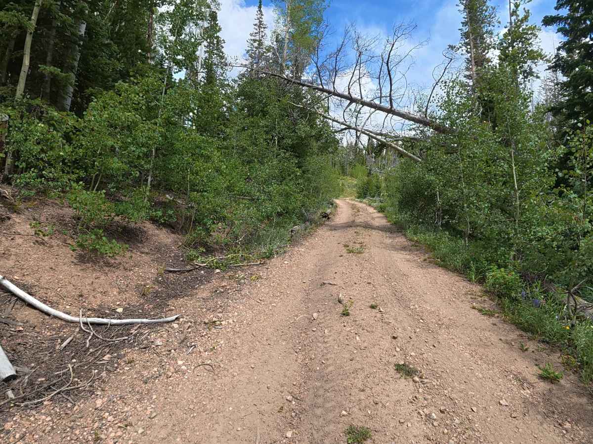 Pine Road - FS 264 photo 2