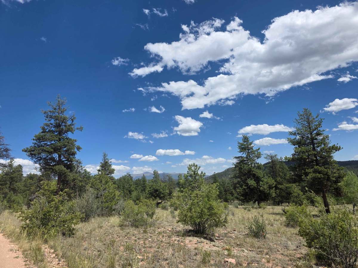 Mistletoe Road - FS 244 photo 6