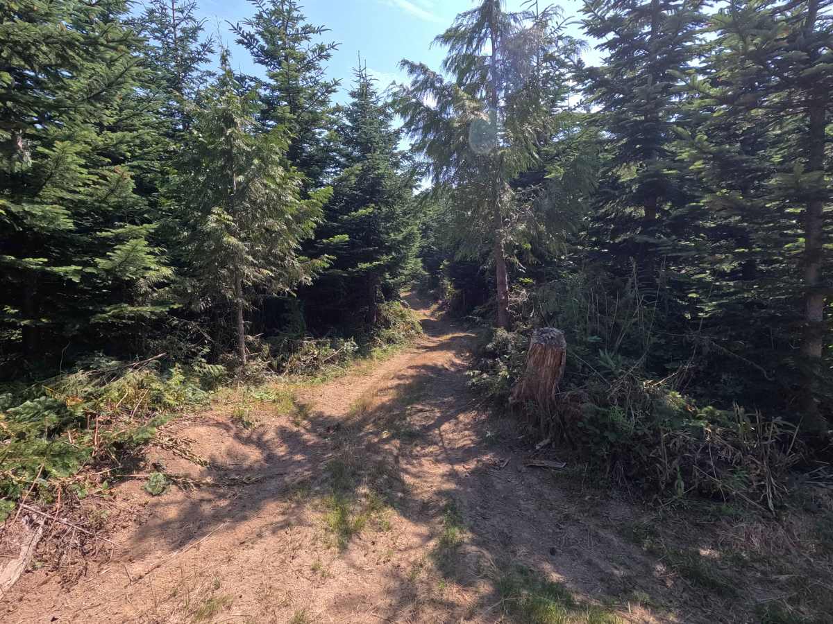 Mountain Fresh trail photo