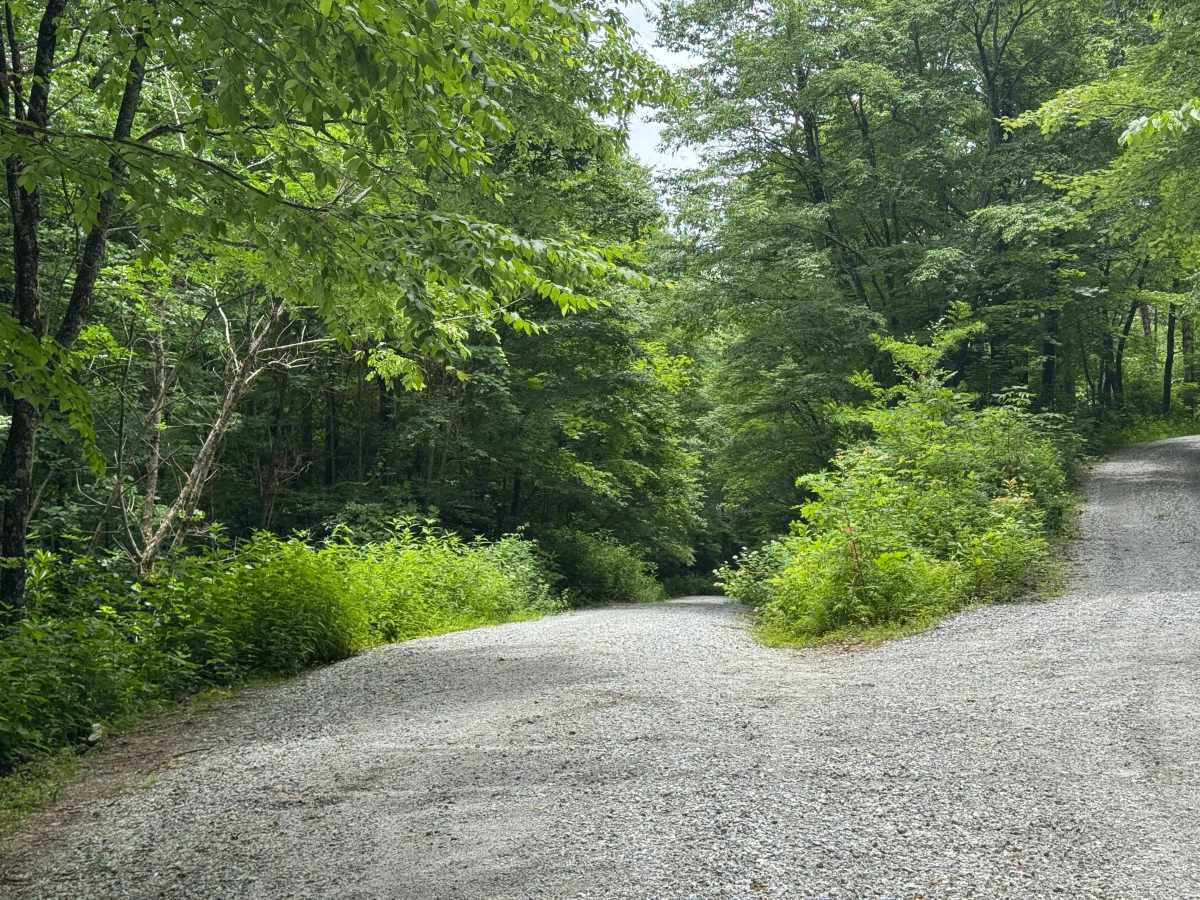 Dryman Fork - FS 421 trail photo