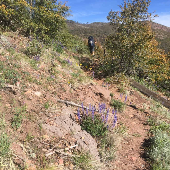 Near Mazatzal Peak Loop