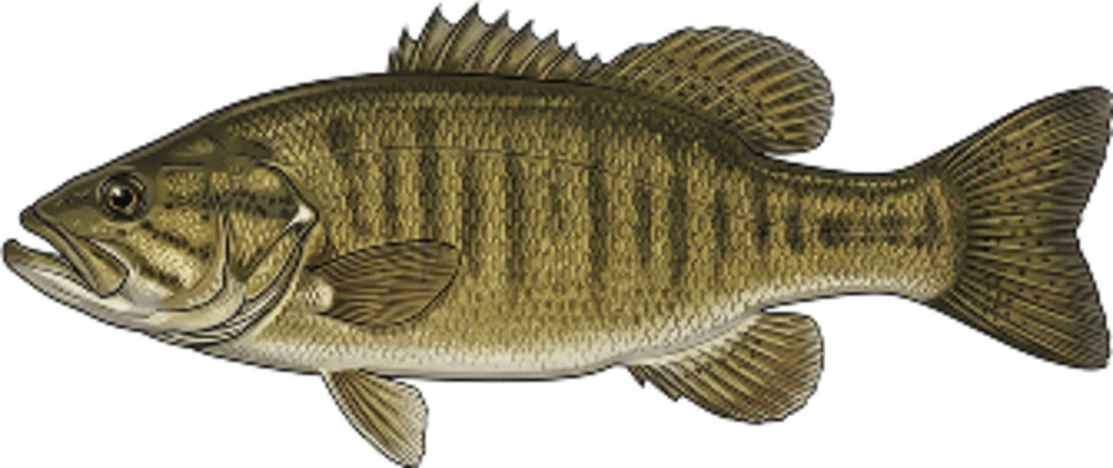 Smallmouth bass