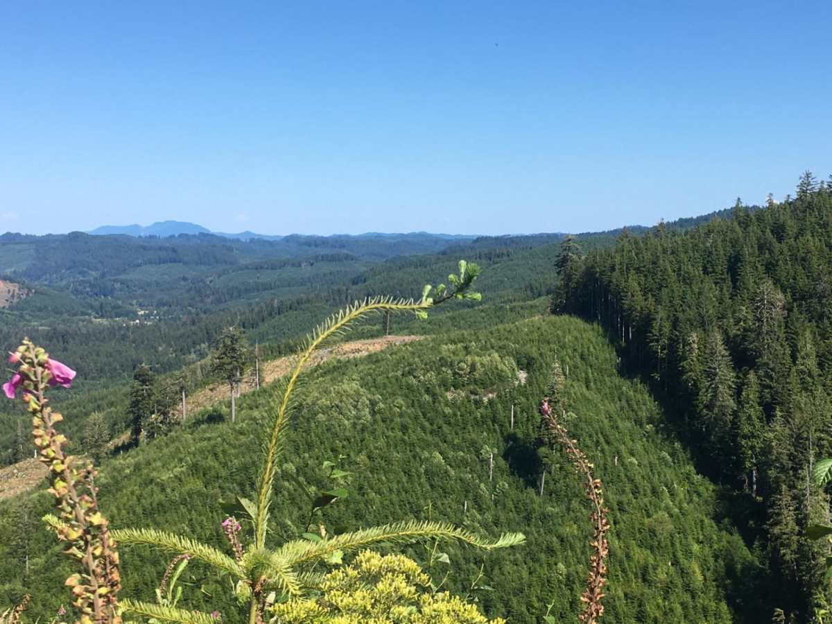 Route 5506 - Siuslaw Natl Forest photo 3