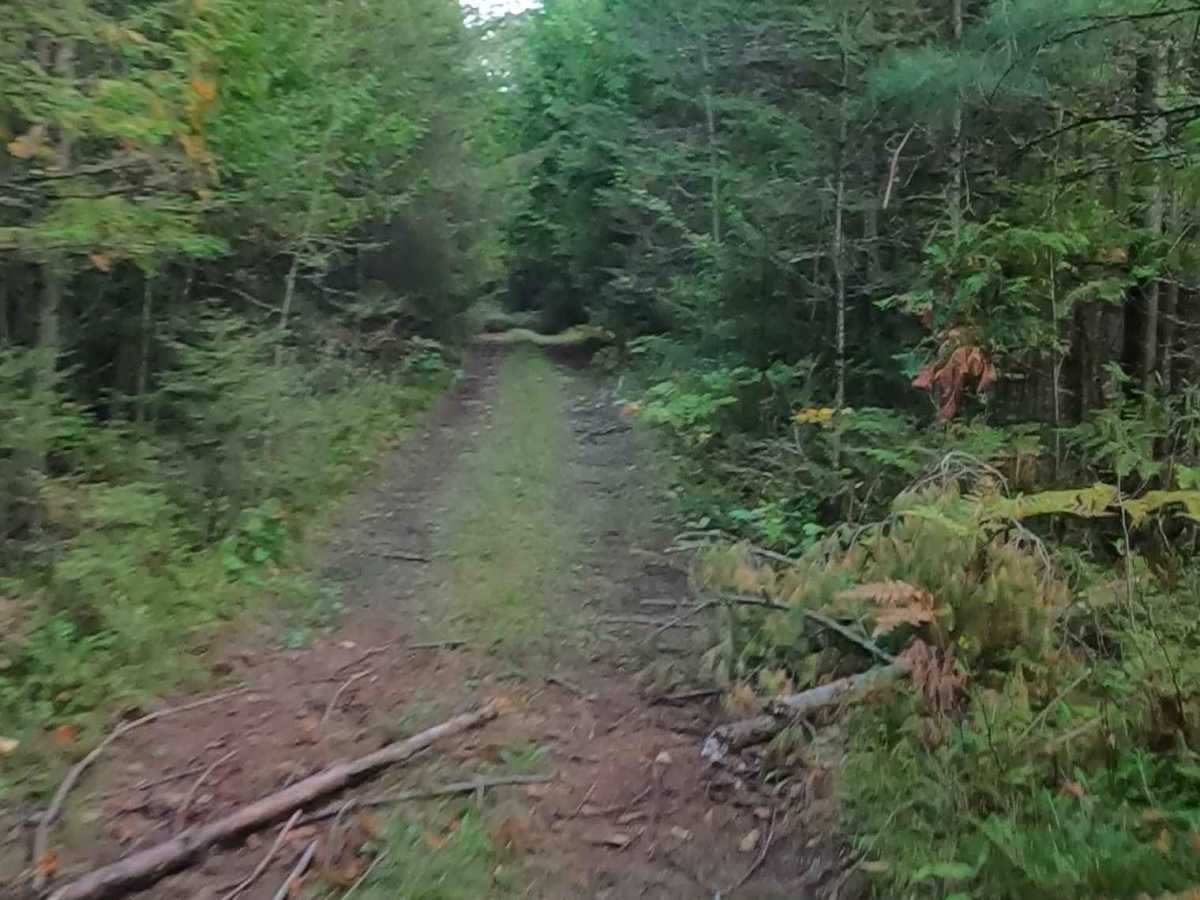 Old Castle Rock Trail - FS 3163  photo 2