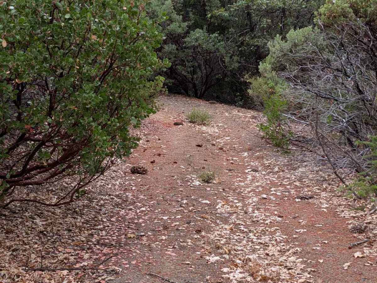 North Rattlesnake Road - FS 1N03 photo 3
