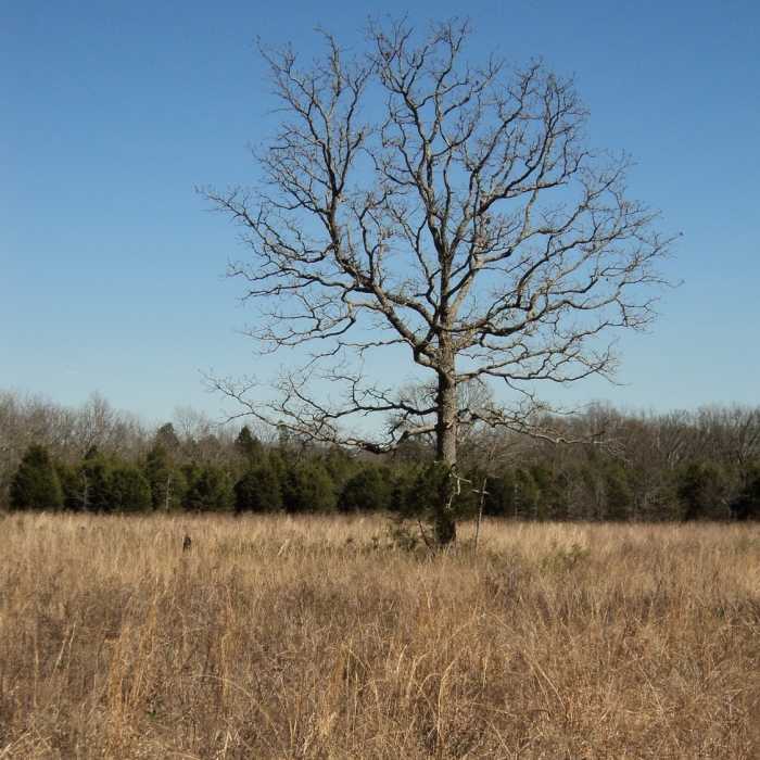 Near Flat Rock Cedar Glades and Barrens Trail