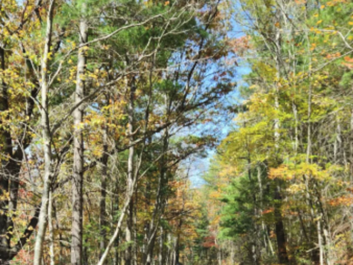 Little Irish Road - FS 311 photo 4