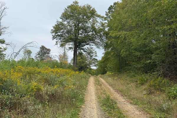 Root Run A - FS 142A