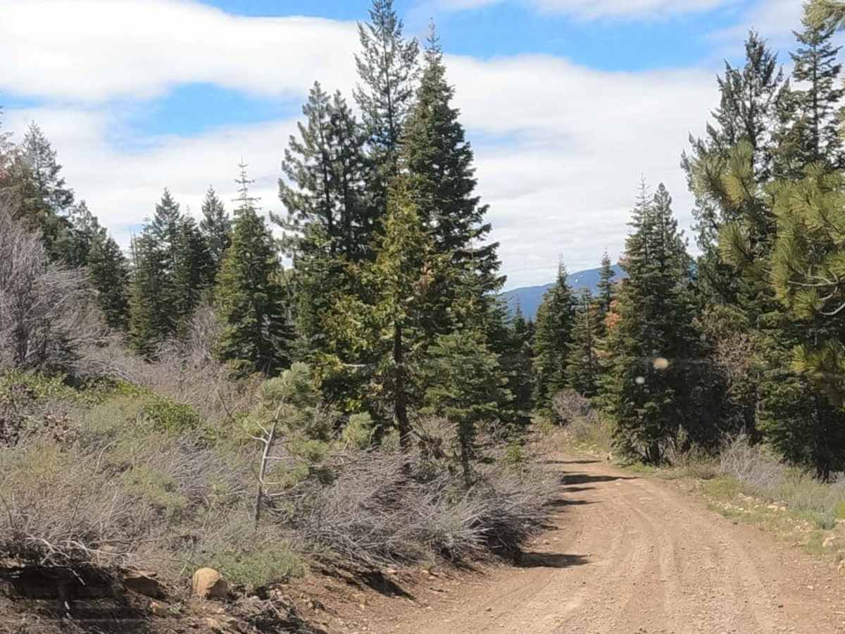 Sugarpine - NF22N55 trail photo