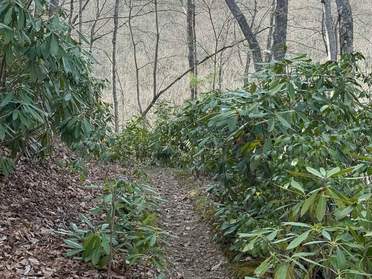 Barton Gap photo 5