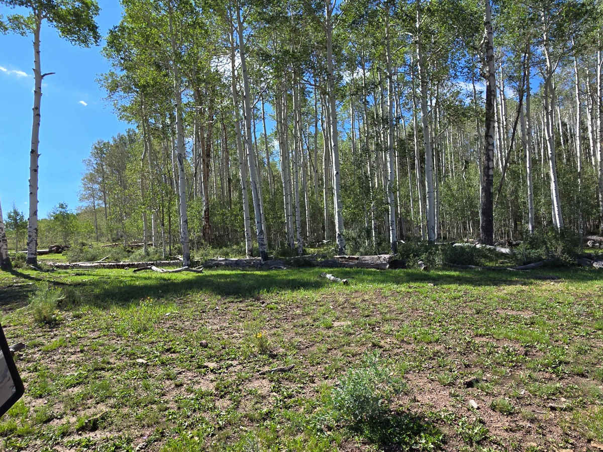 Fred's Trail - FS 31397 photo 2