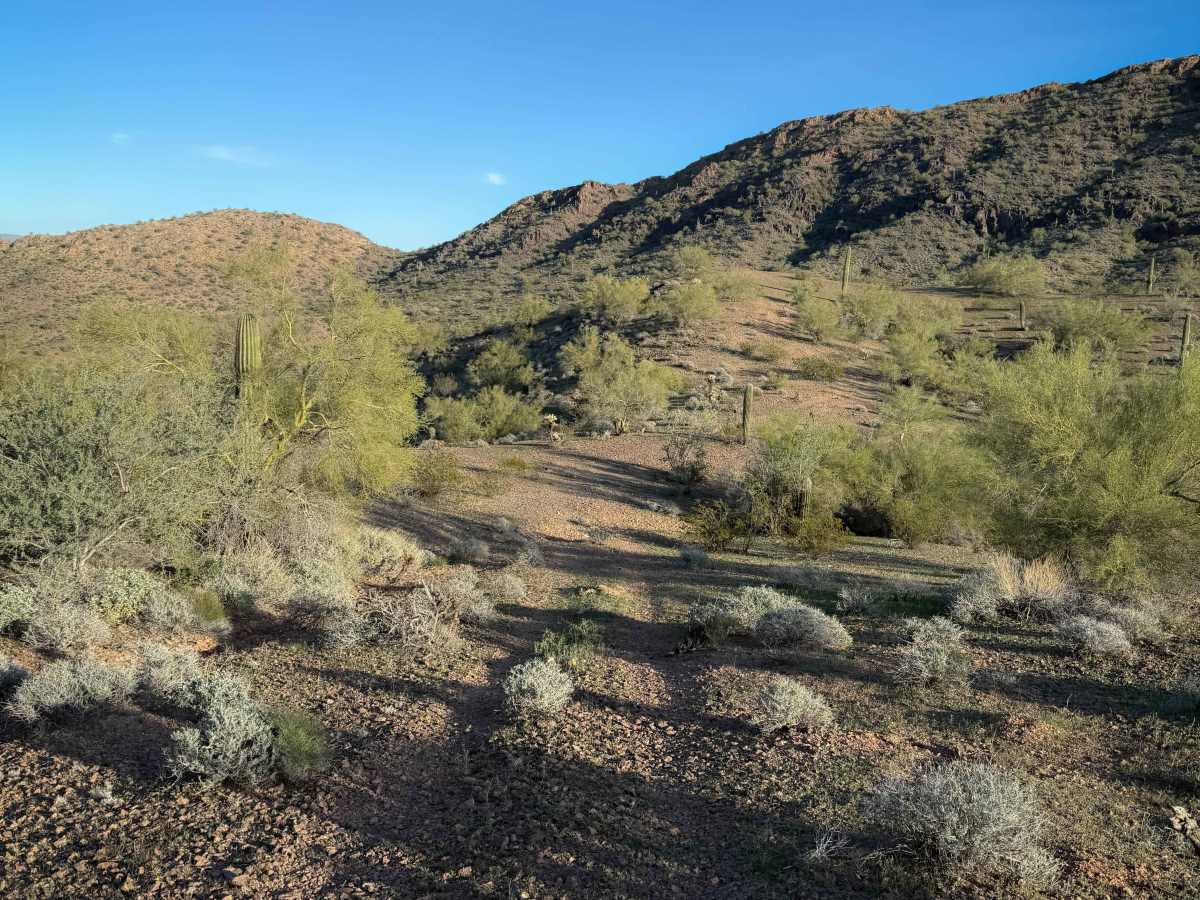 Cholla Garden  photo 4