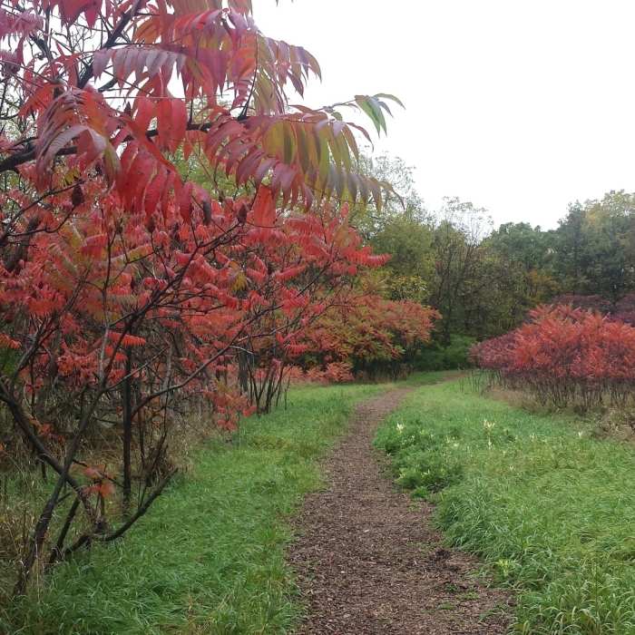 Near Rasmussen Woods Loop