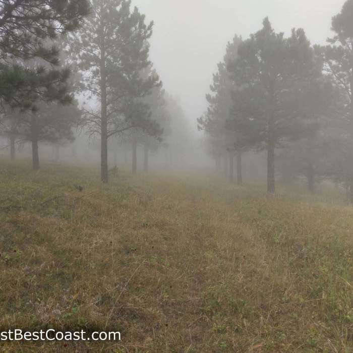 Foggy day on the trail to Sheepnose Mountain Near Trail M - Sheepnose Mountain