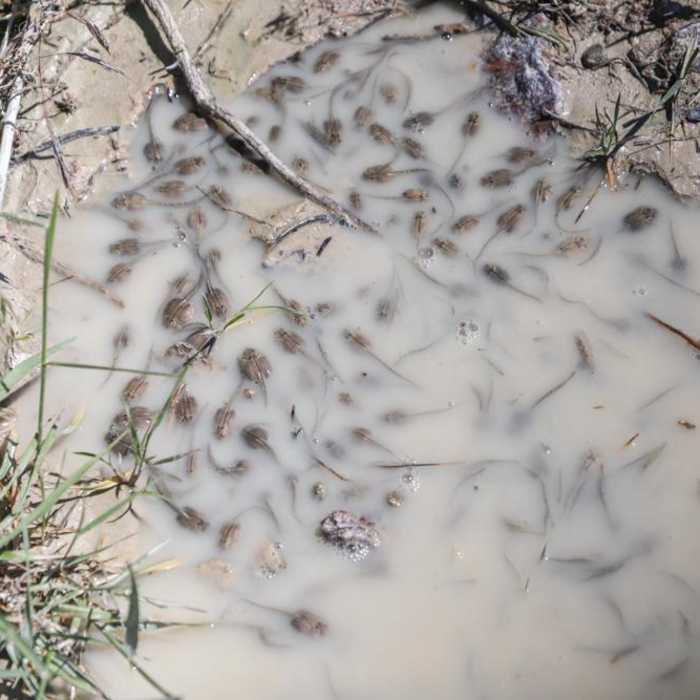 Near Dugway Geode Beds Near Dugway Geode Beds