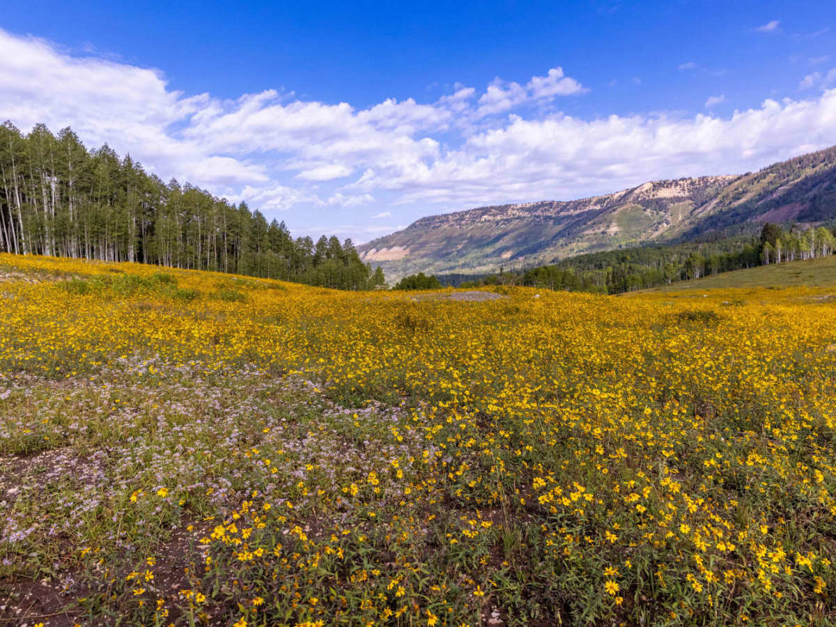 Mount Baldy Road trail photo