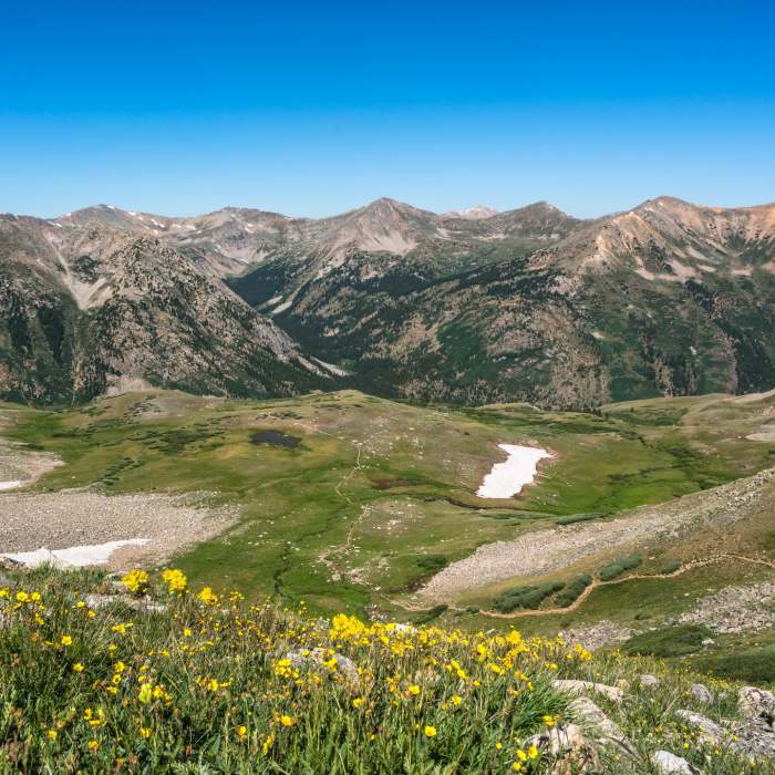 Virginia Peak, Winfield Peak, and Granite Mountain in the distance, looking back at the Huron Peak trail, wildflowers in full bloom. Near Huron Peak Southwest Slopes