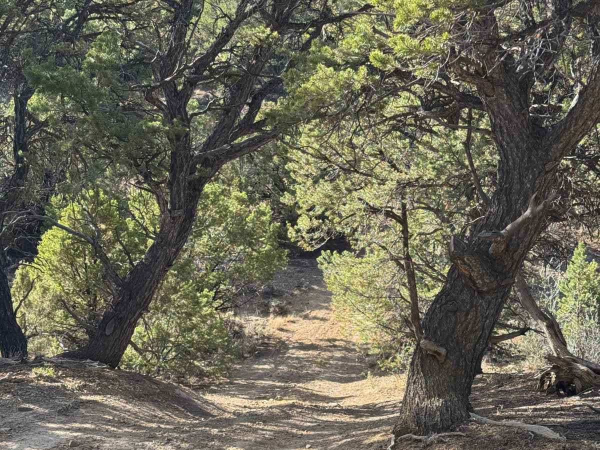 BLM 8453F photo 3