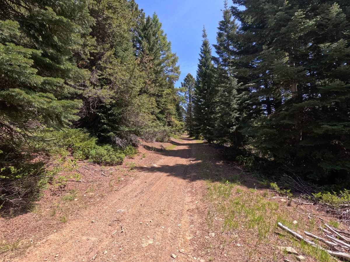 Old Mill - Trail 207 photo 3