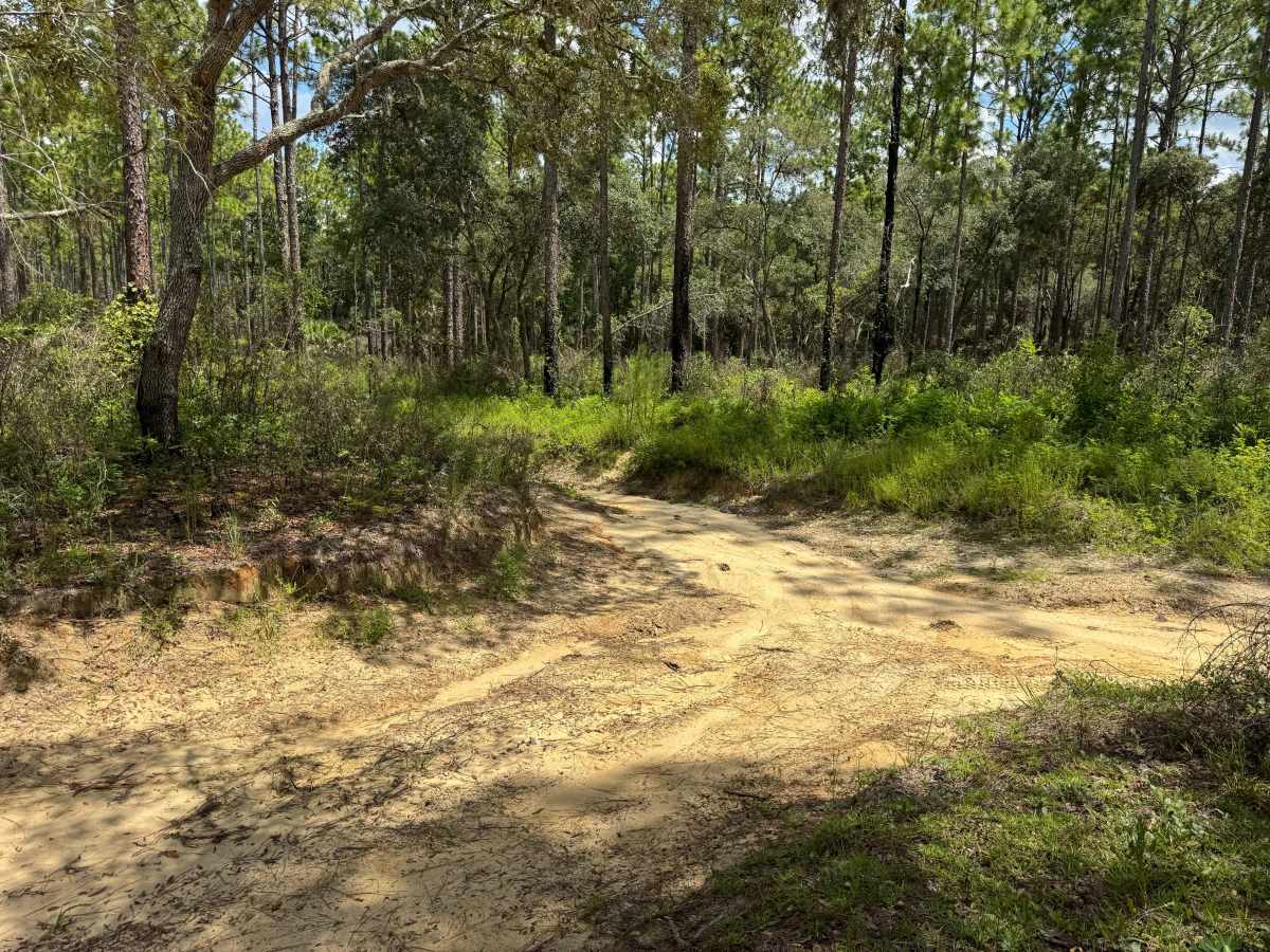 Trail 10A - Citrus WMA photo 6