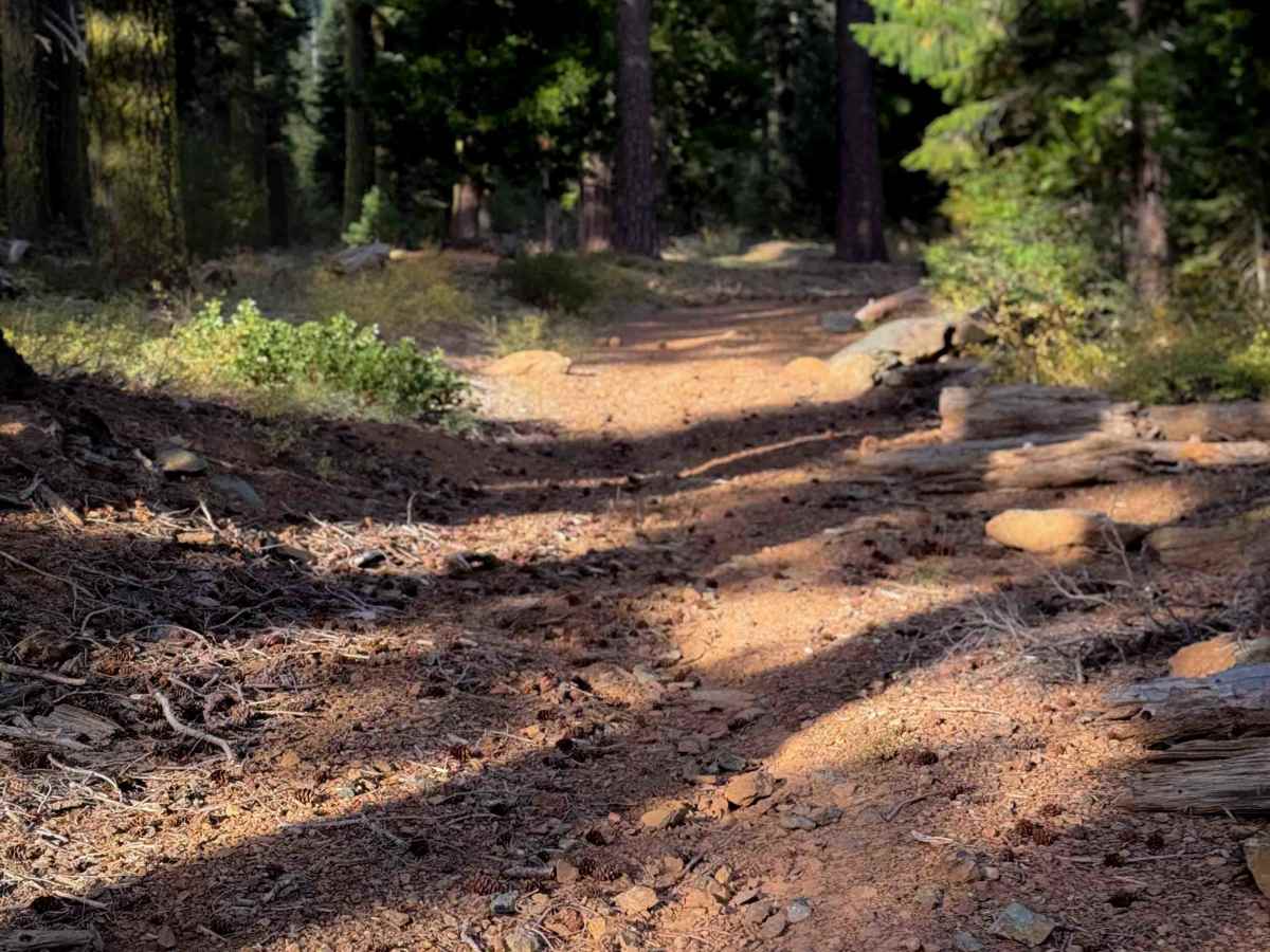 Grizzly Ridge  photo 3