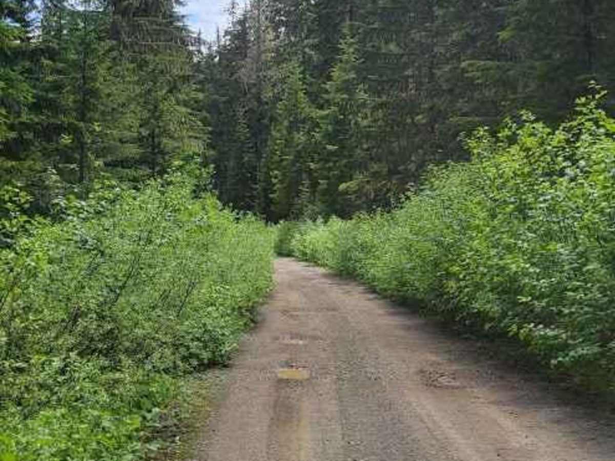 Cabin Creek Road (NF-41) photo 6