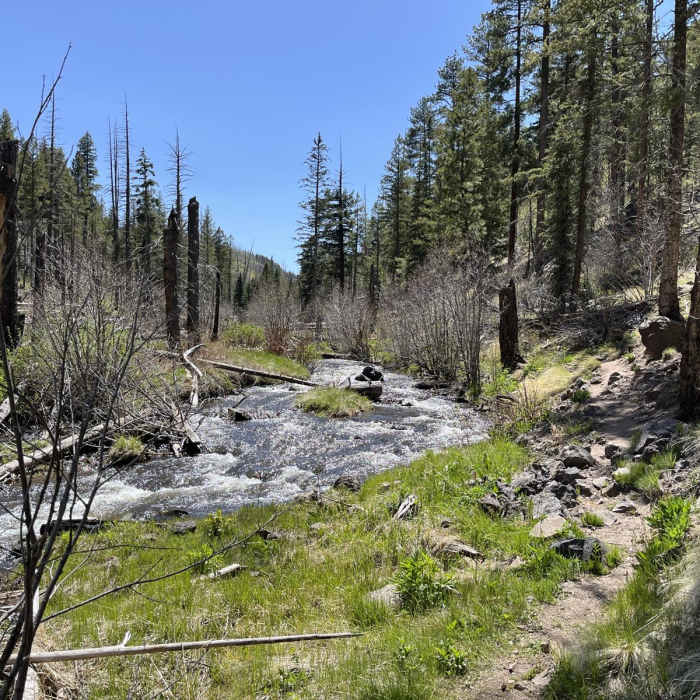 Near Government Spring - West Fork Trail 94 Loop Near Government Spring - West Fork Trail 94 Loop