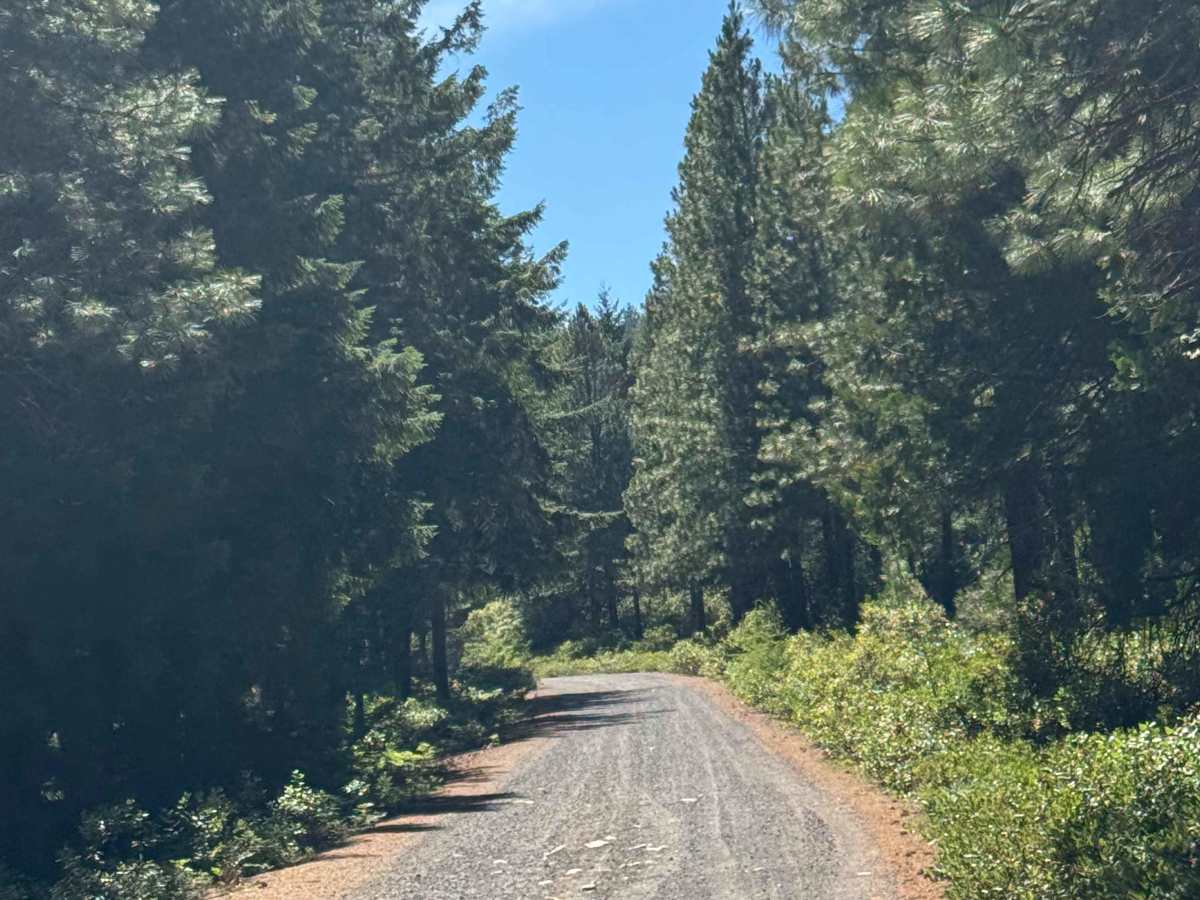 Suttle Lake South - FS 2066 photo 4