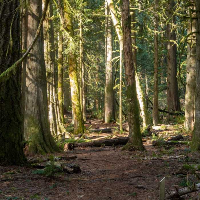 Near Falls Loop Trail