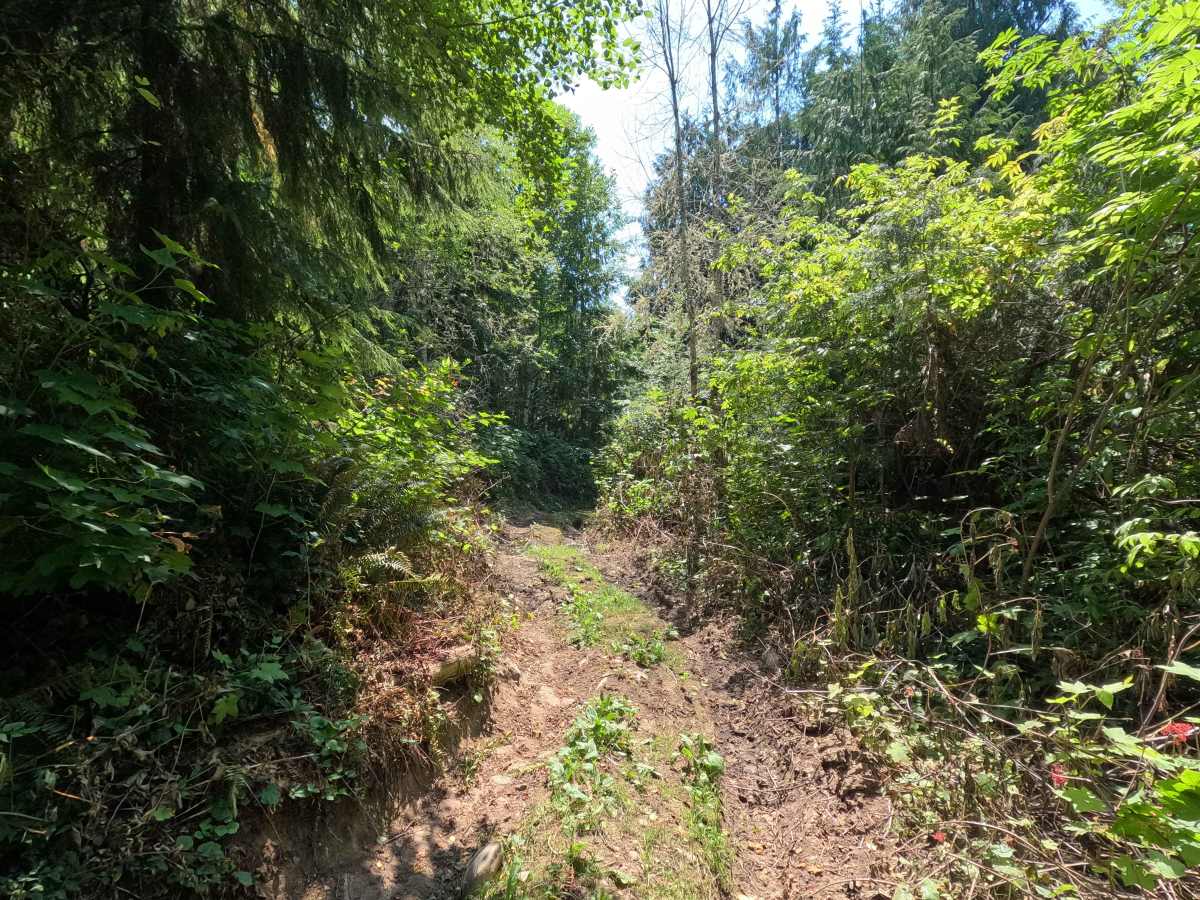 Stump Trail photo 4