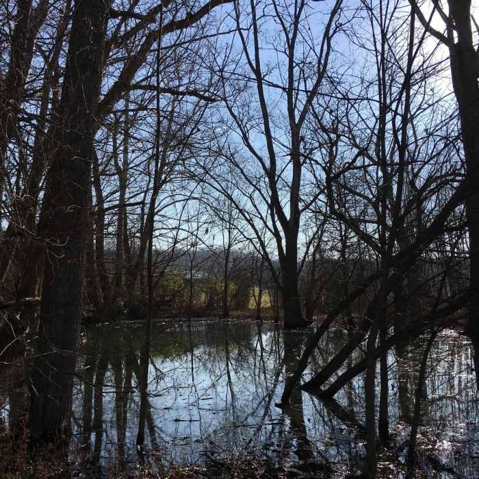 Juvenile Red Tail Hawk watching the margins at the wetlands Near Hisey Park Sampler Loop