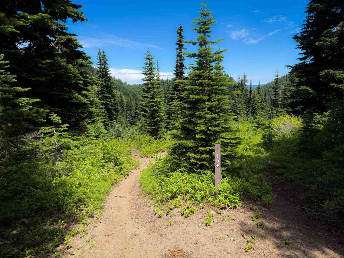 Blowout Mountain - FS 1318 trail photo
