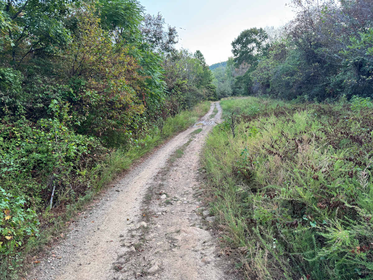 Forest Road photo 3