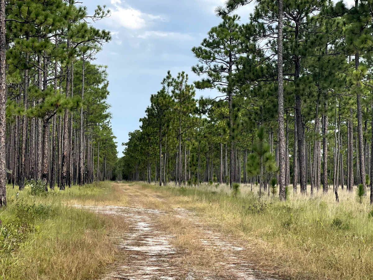 Old Lodge Road trail photo