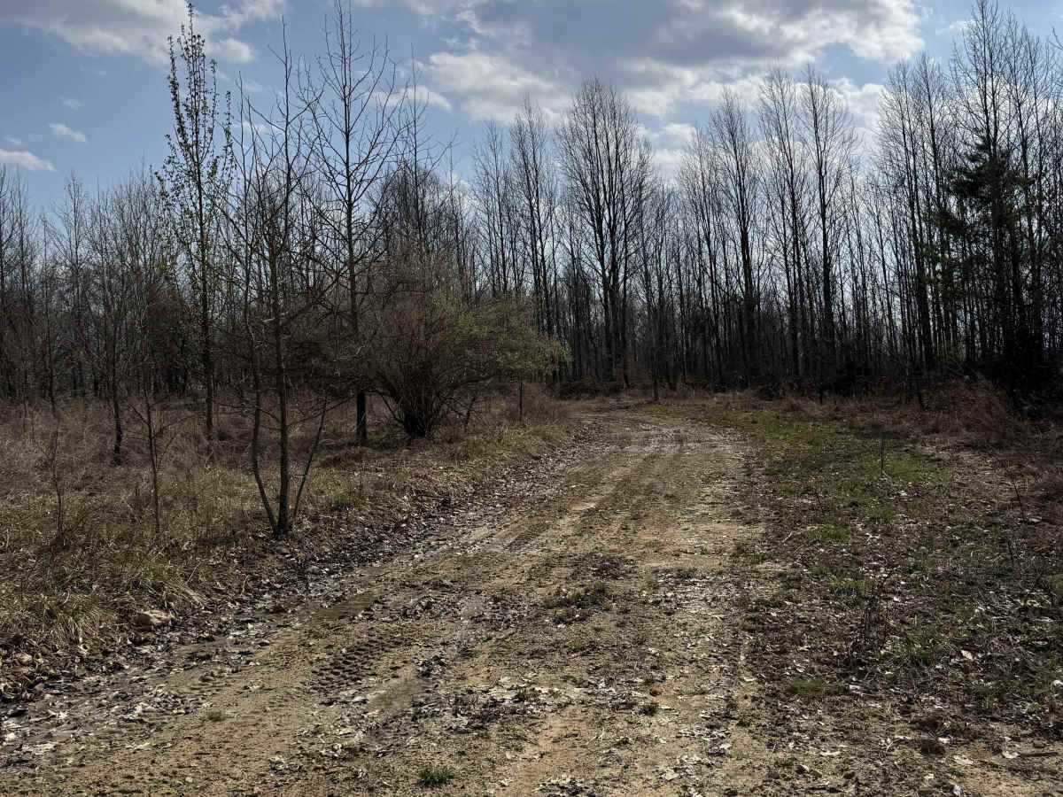 Q31 trail photo
