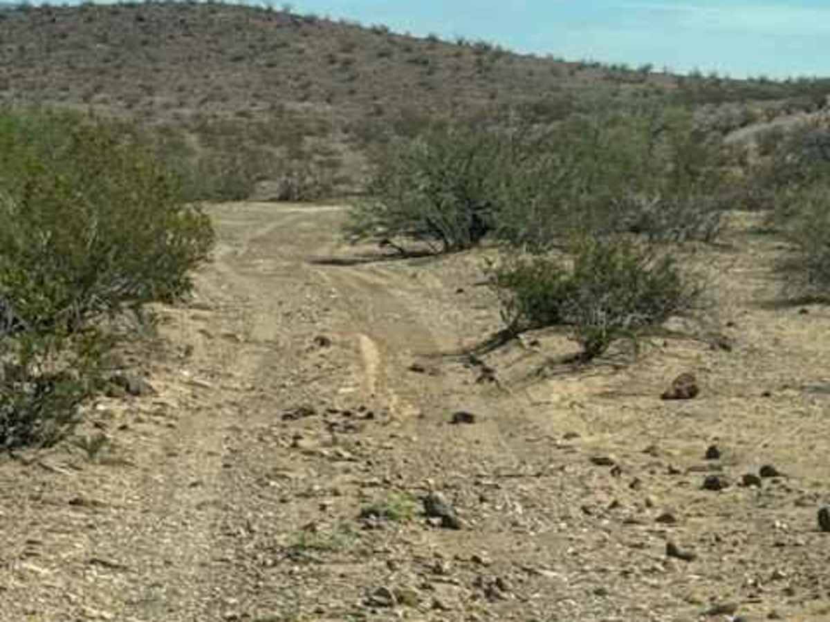 BLM PE1021 photo 5