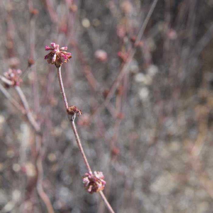 Near Chaparral Trail Loop Hike
