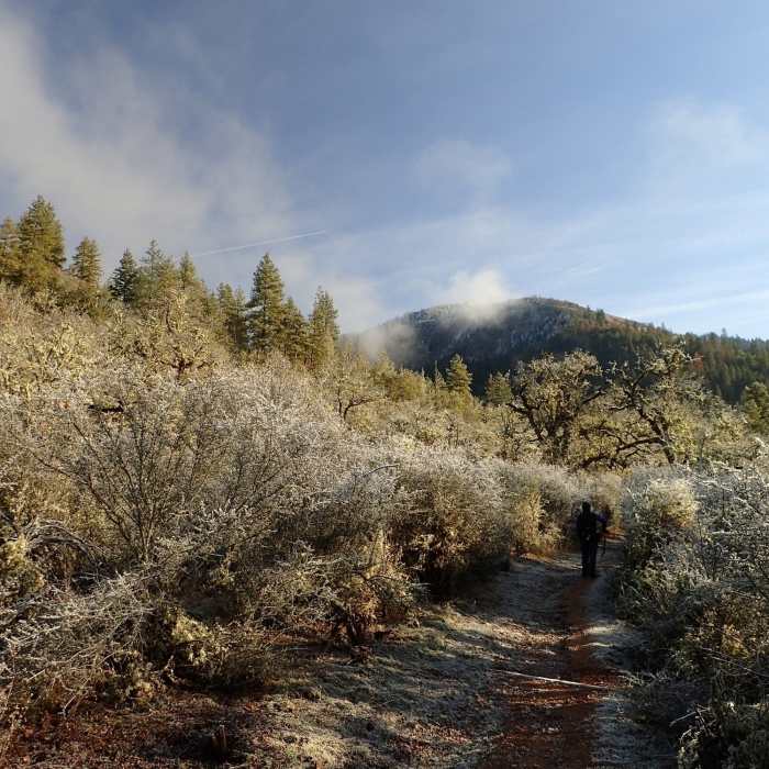 Passing through the buckbrush in winter Near Enchanted Forest Trail
