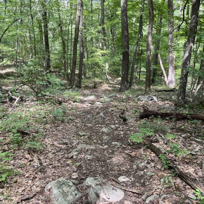 Near Ranger Loop Trail Near Ranger Loop Trail