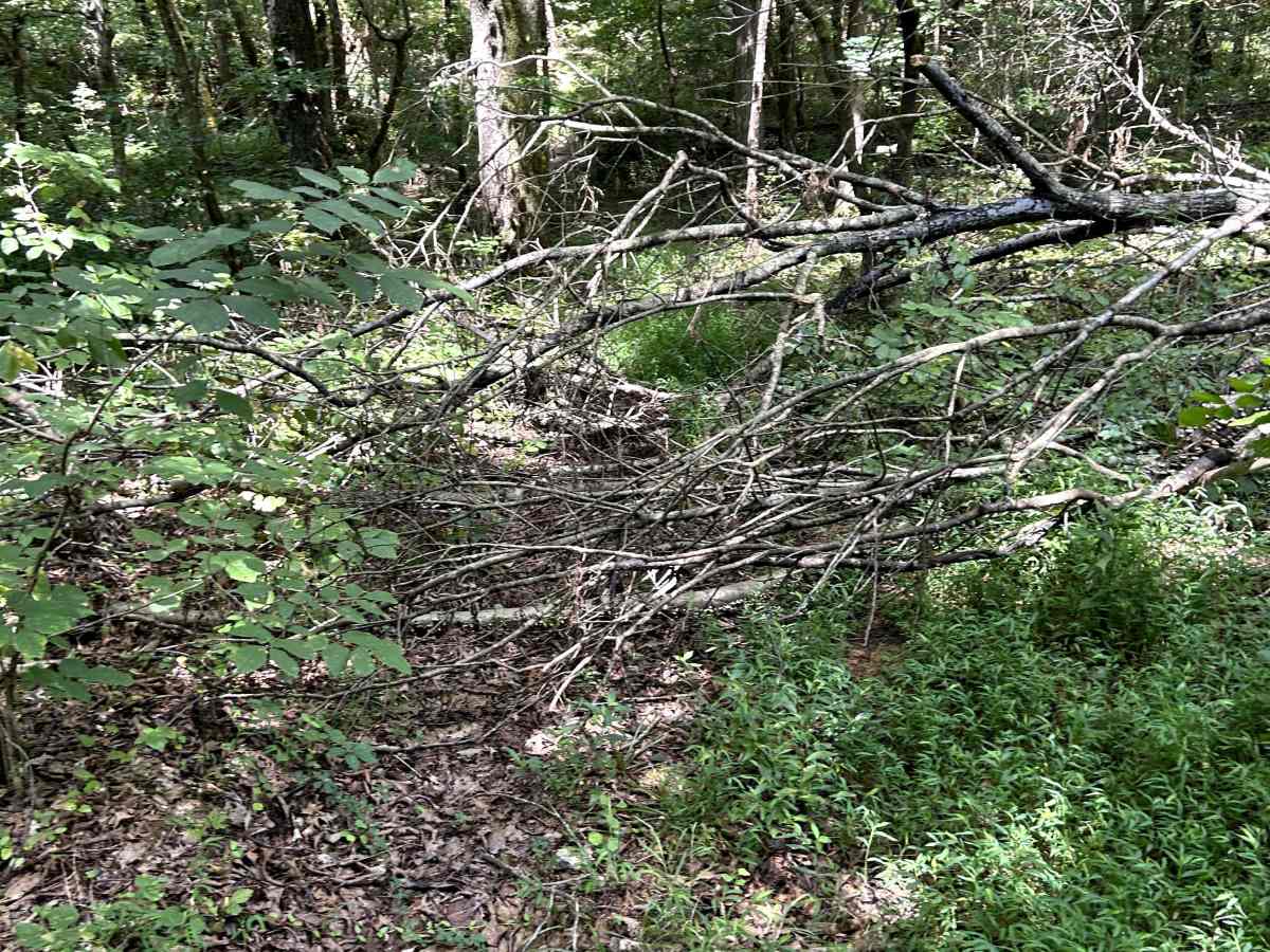 Kaskaskia Woods Trail photo 6
