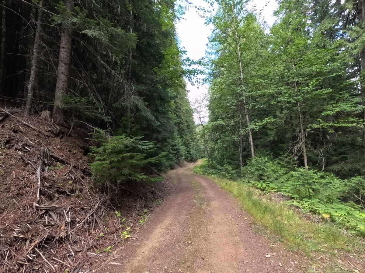 Consalus Creek Road - FS 1108 photo 4