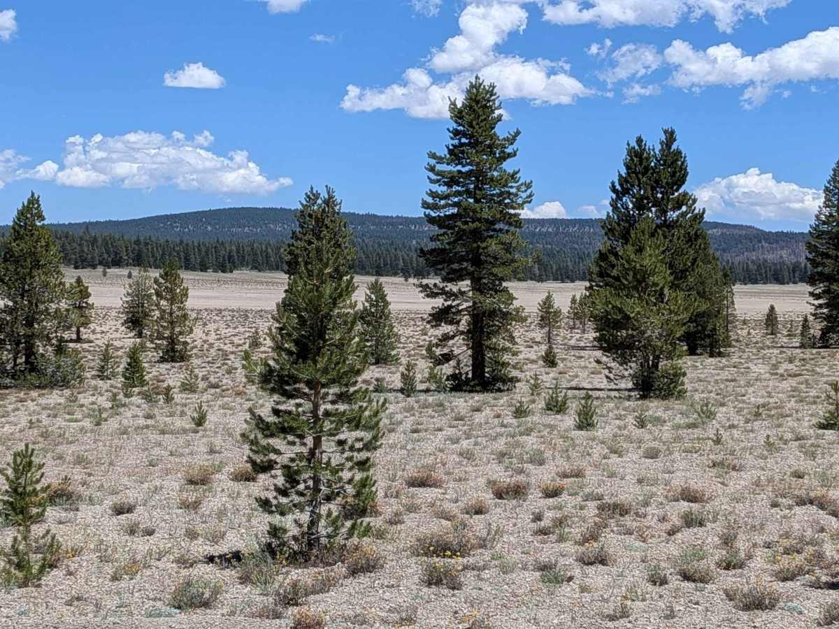 Forest Service Road 2S123 photo 5