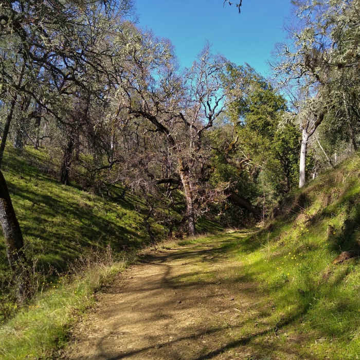 Grassy, thin, sunlit woods with a small creek to the left of Foothill Trail, on a pretty spring day. Near Foothill Trail