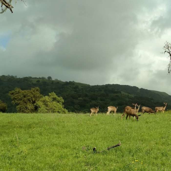 The "Locals"—deer can be found along Harvey Bear Trail. Near Calaveras Trail