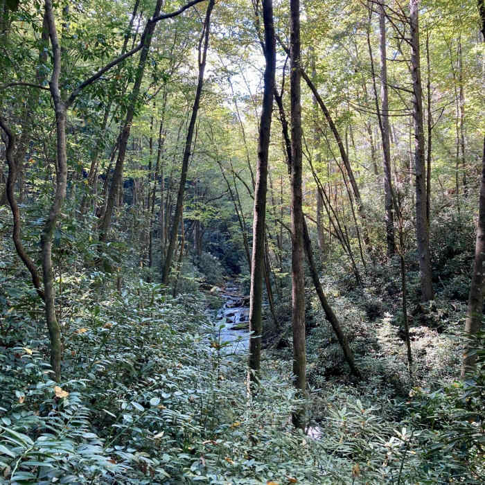 Near Hemlock Falls Near Hemlock Falls