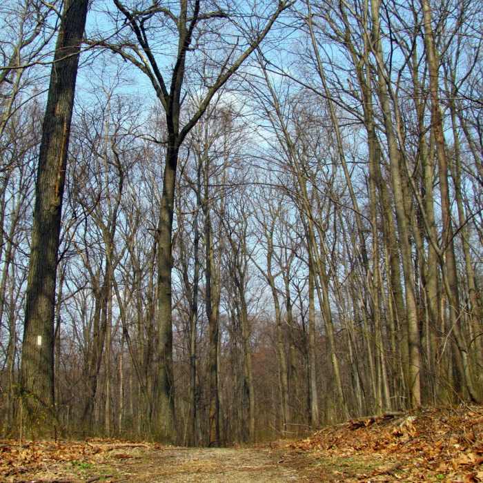 Forest Boyd Big Tree State Park Harrisburg PA 2318 Near Boyd Big Tree Loop Hike