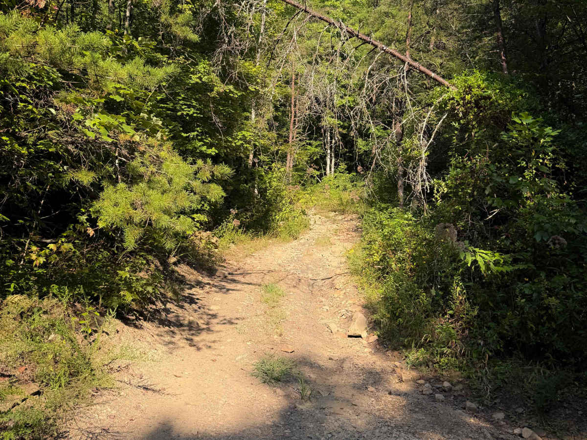 Pete Hollow Trail photo 3