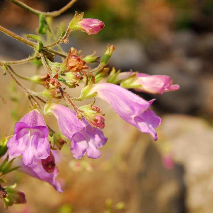 Near Jefferson Park Hike via Park Ridge